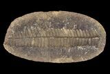 Pecopteris Fern Fossil (Pos/Neg) - Mazon Creek #87715-1